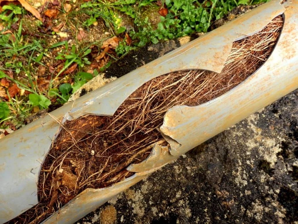 Cracked PVC drain pipe split open with tree roots growing through it