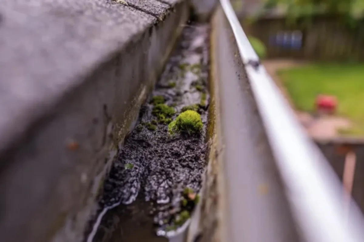 Close-up of a neglected house gutter clogged with moss and decomposed debris